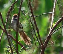 Pale-breasted Spinetail