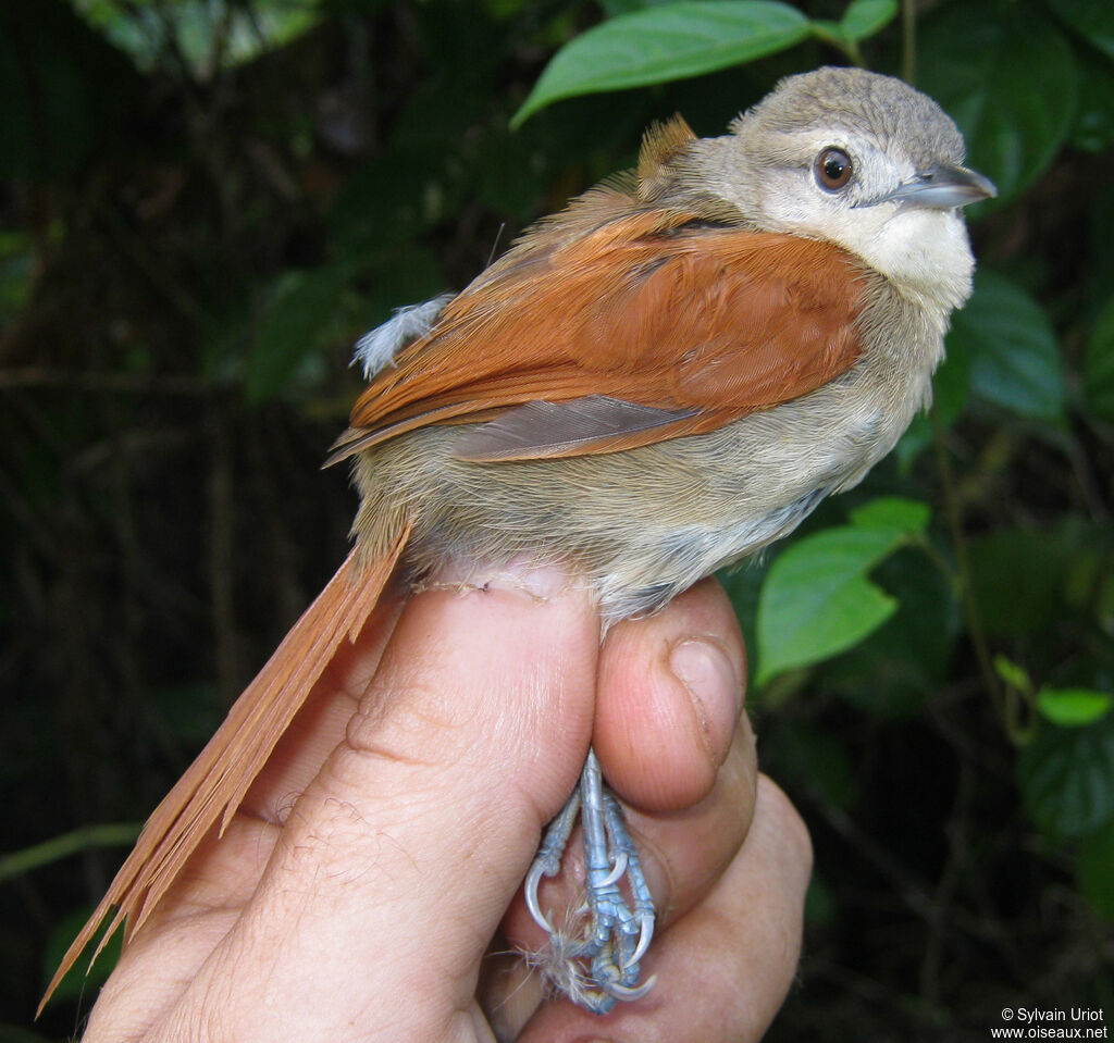 Plain-crowned Spinetailadult