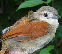 Plain-crowned Spinetail