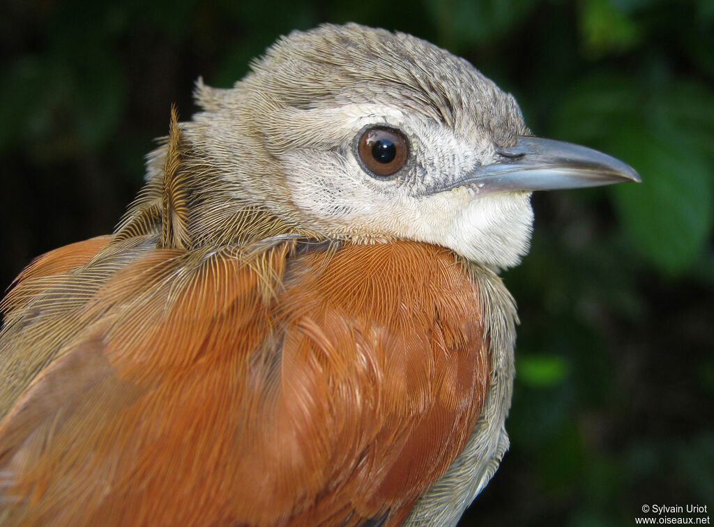 Plain-crowned Spinetailadult