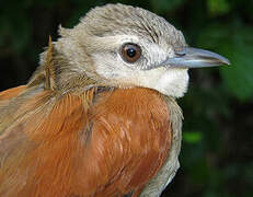 Plain-crowned Spinetail