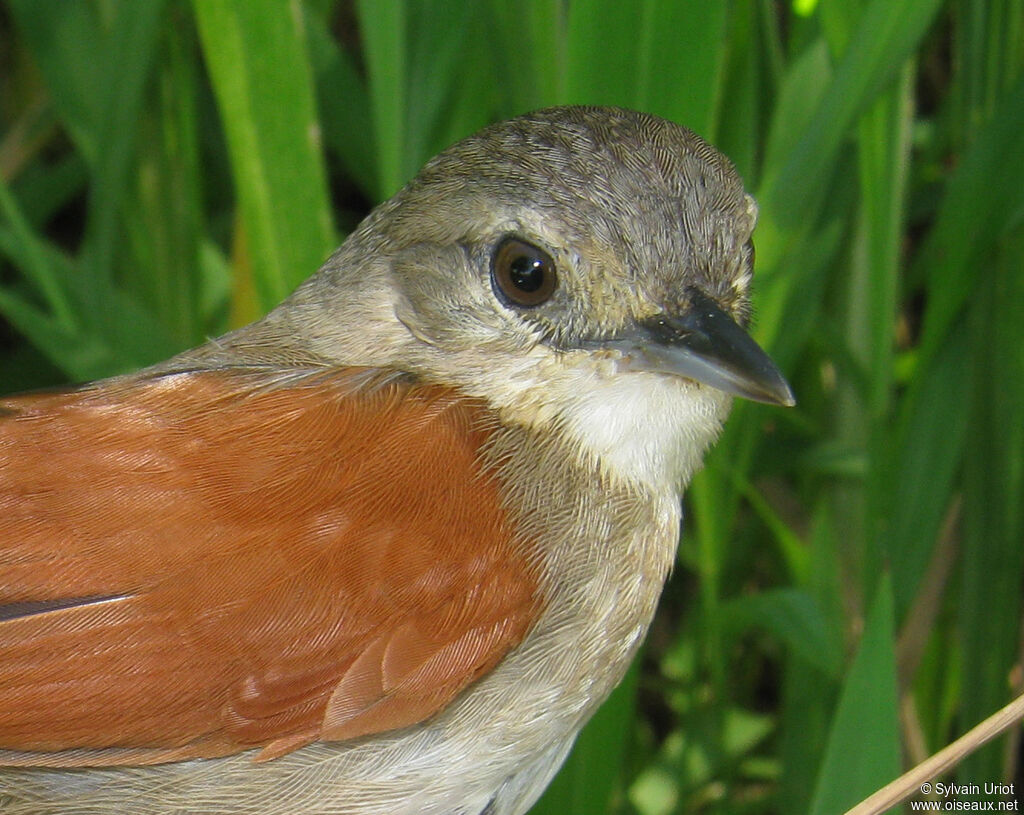 Plain-crowned Spinetailadult