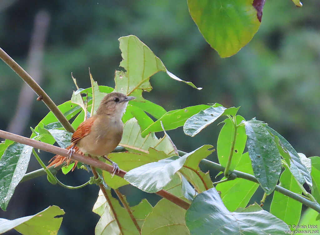 Plain-crowned Spinetailadult