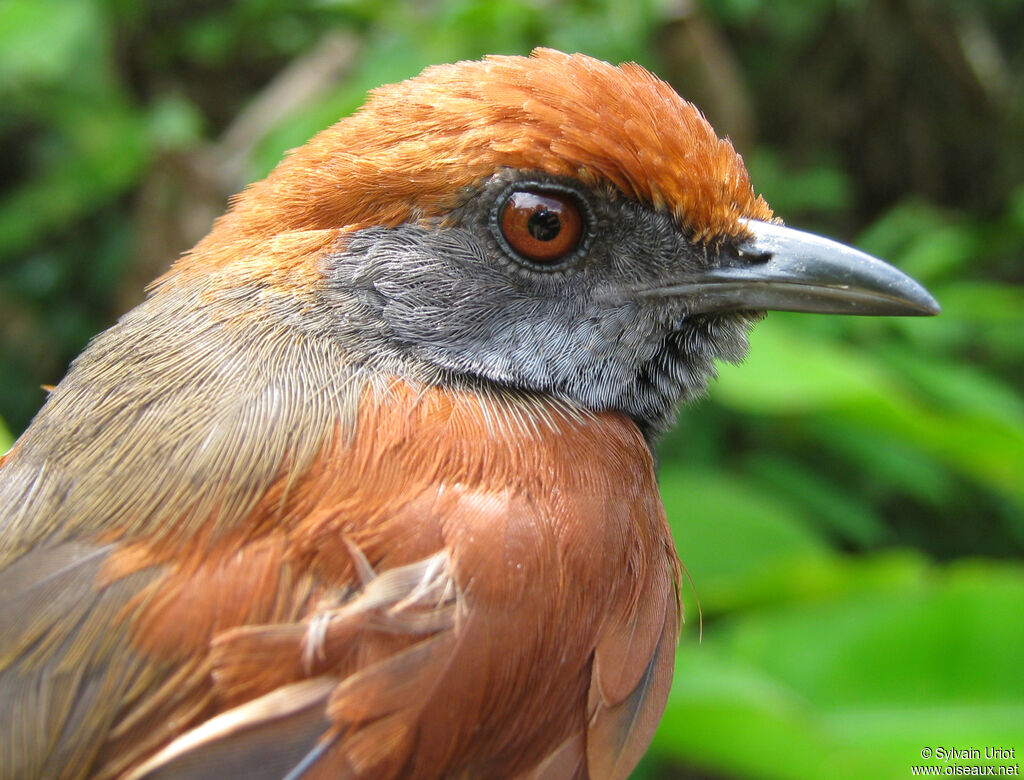 McConnell's Spinetailadult