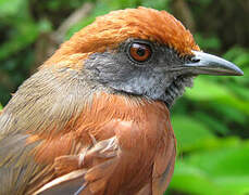 McConnell's Spinetail