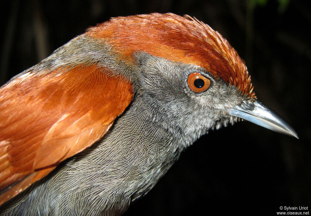 McConnell's Spinetailadult