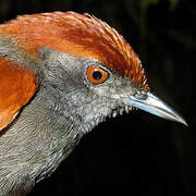 McConnell's Spinetail