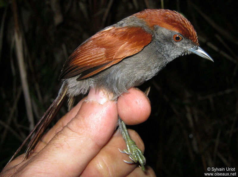 McConnell's Spinetailadult