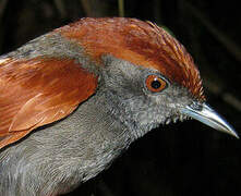 McConnell's Spinetail