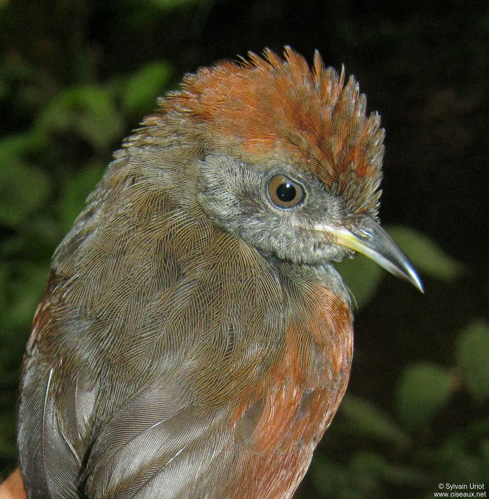 McConnell's Spinetailimmature