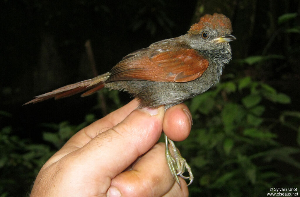 McConnell's Spinetailimmature