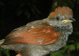 McConnell's Spinetail