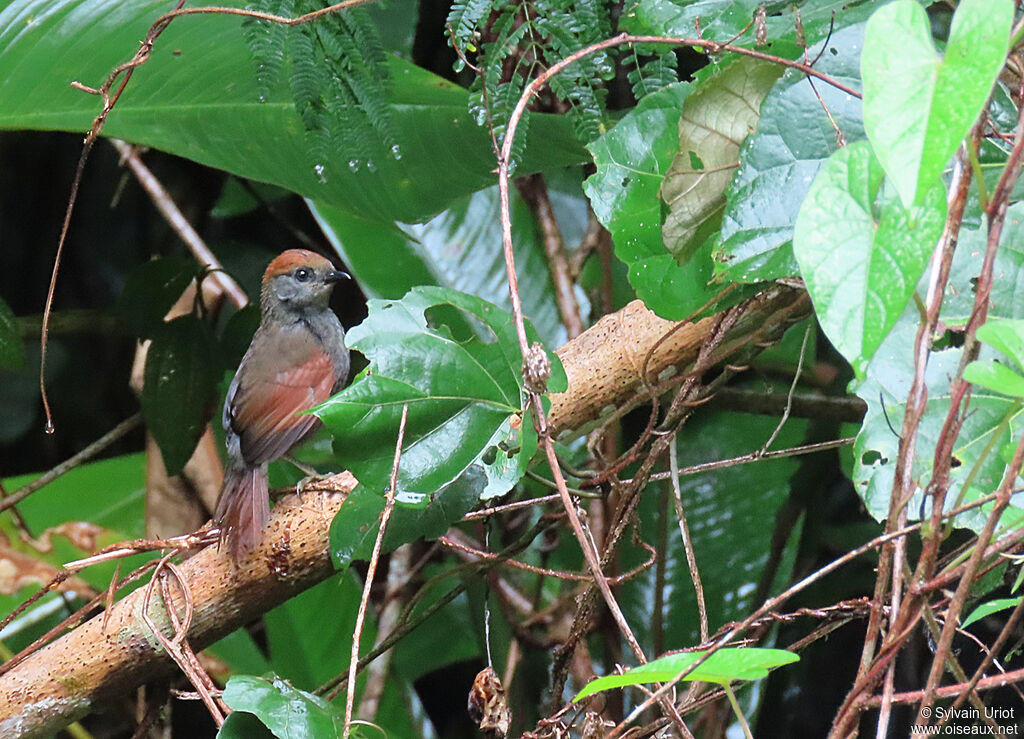 McConnell's Spinetailjuvenile