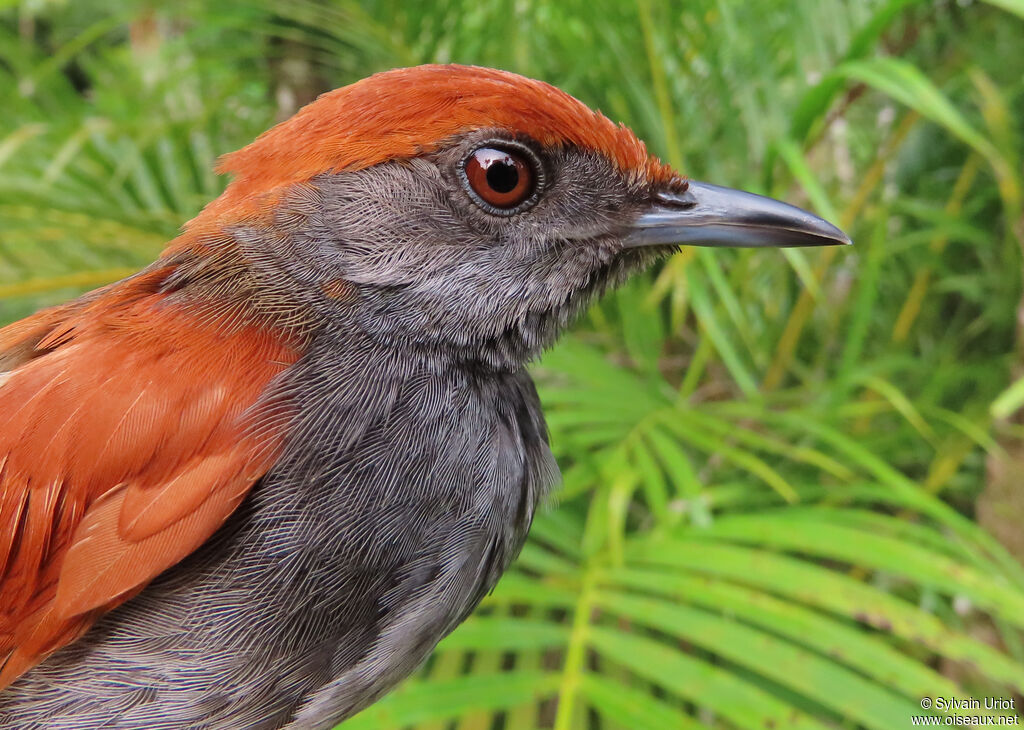 McConnell's Spinetailadult