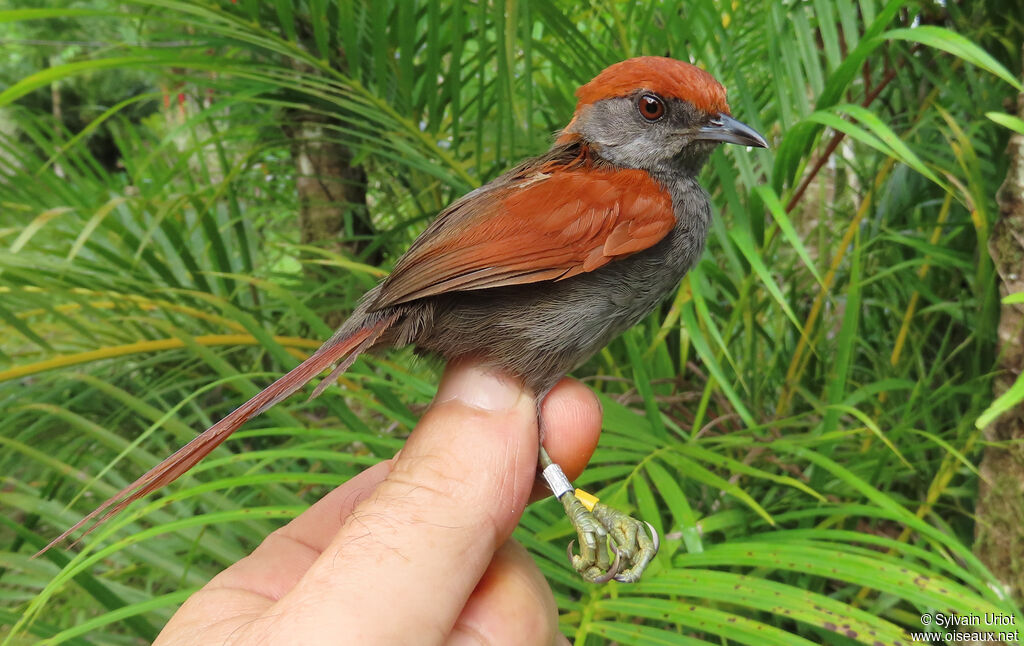 McConnell's Spinetailadult