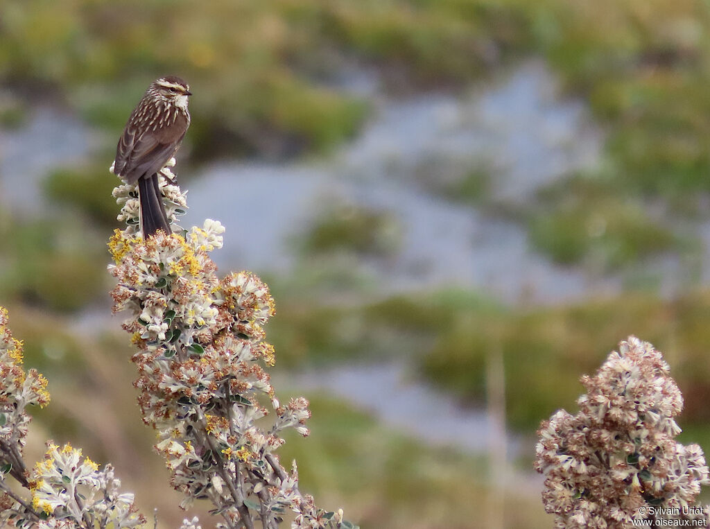 Andean Tit-Spinetailadult