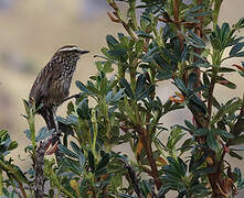 Andean Tit-Spinetail