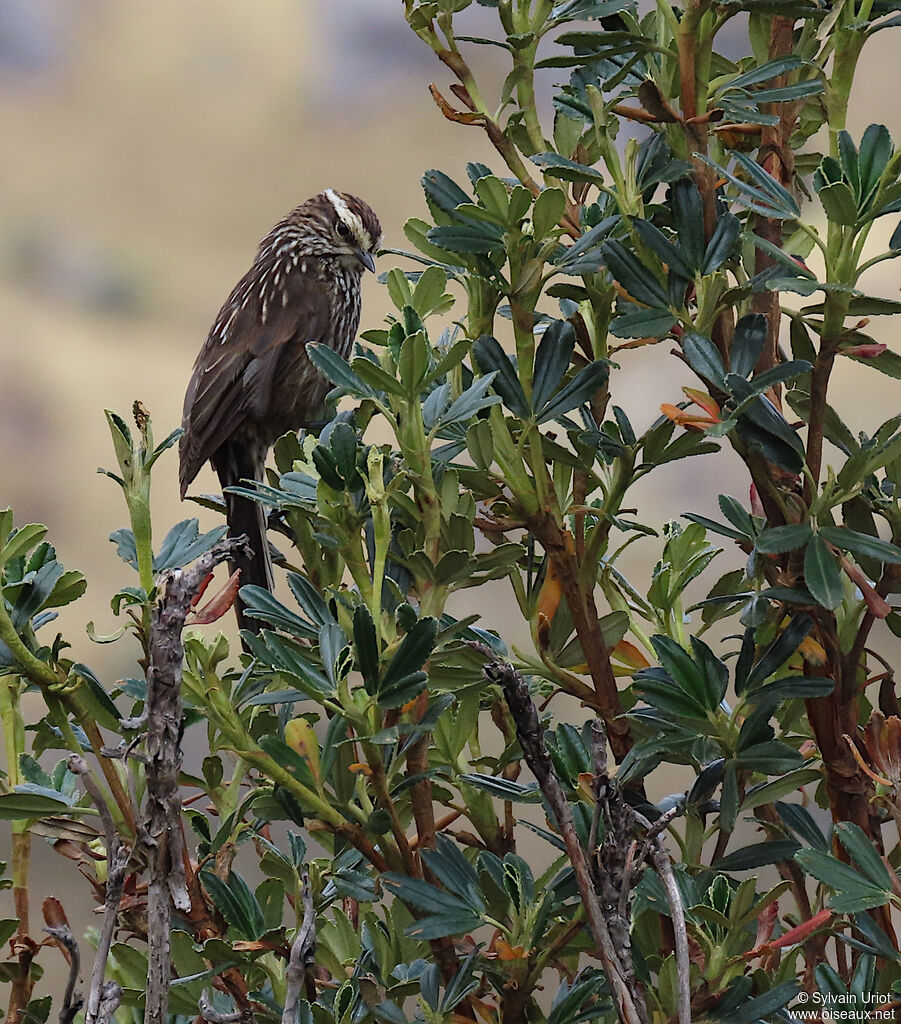 Andean Tit-Spinetailadult