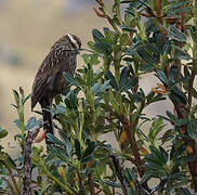 Andean Tit-Spinetail