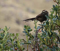 Andean Tit-Spinetail