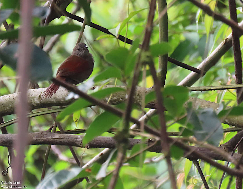 Maranon Spinetailadult