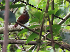 Maranon Spinetail