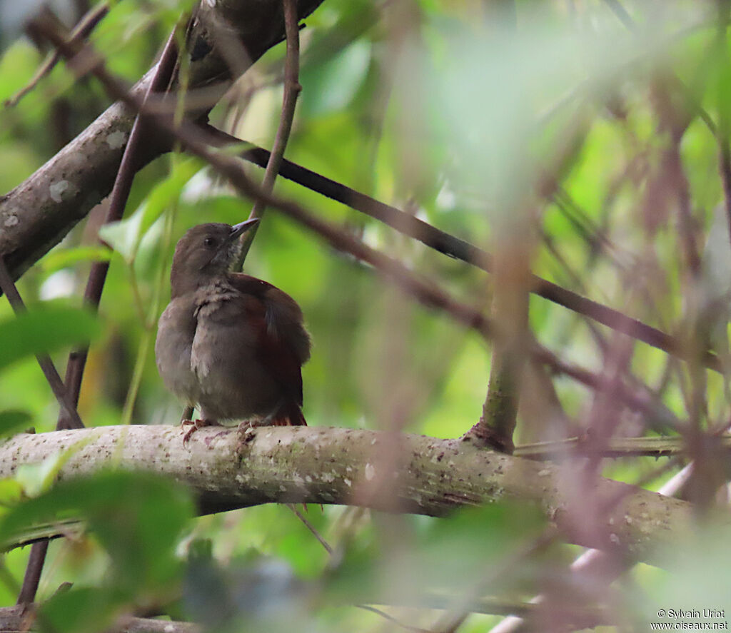 Maranon Spinetailadult