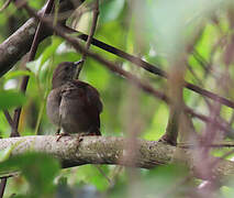 Maranon Spinetail