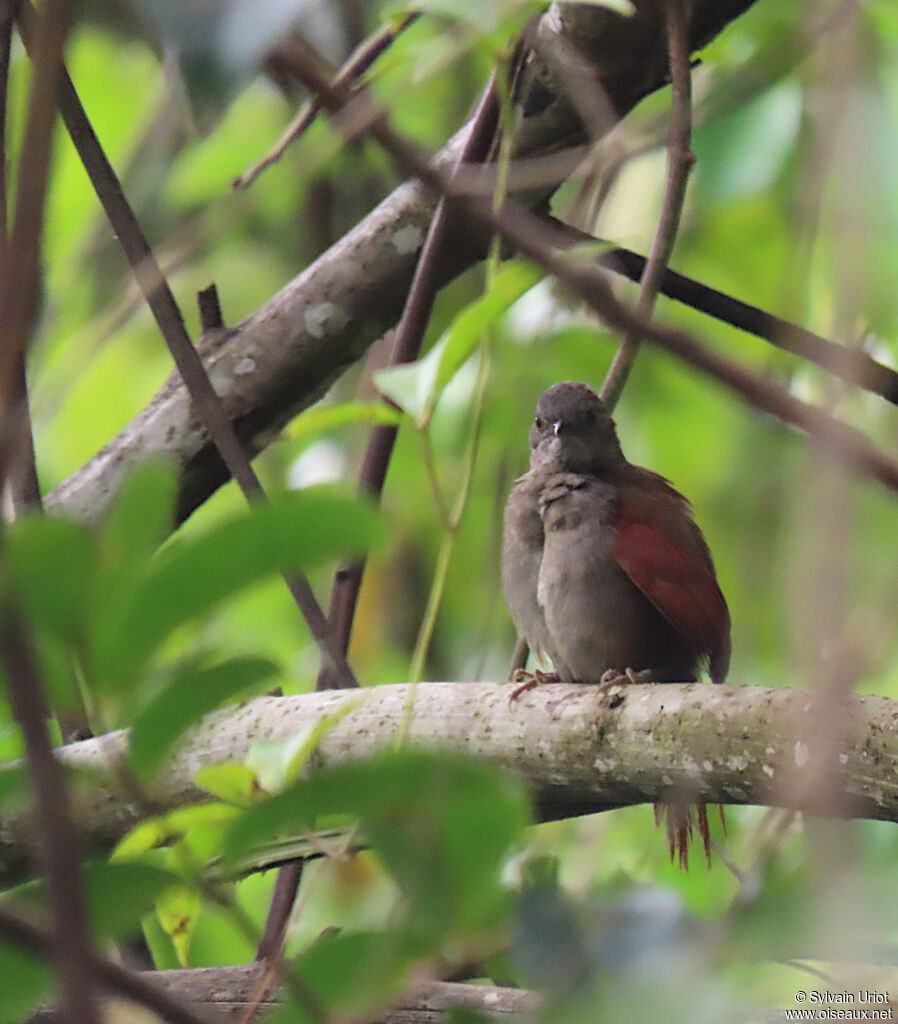 Maranon Spinetailadult