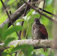 Maranon Spinetail