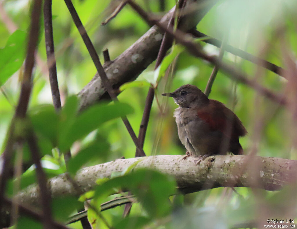 Maranon Spinetailadult