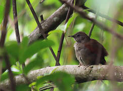 Maranon Spinetail