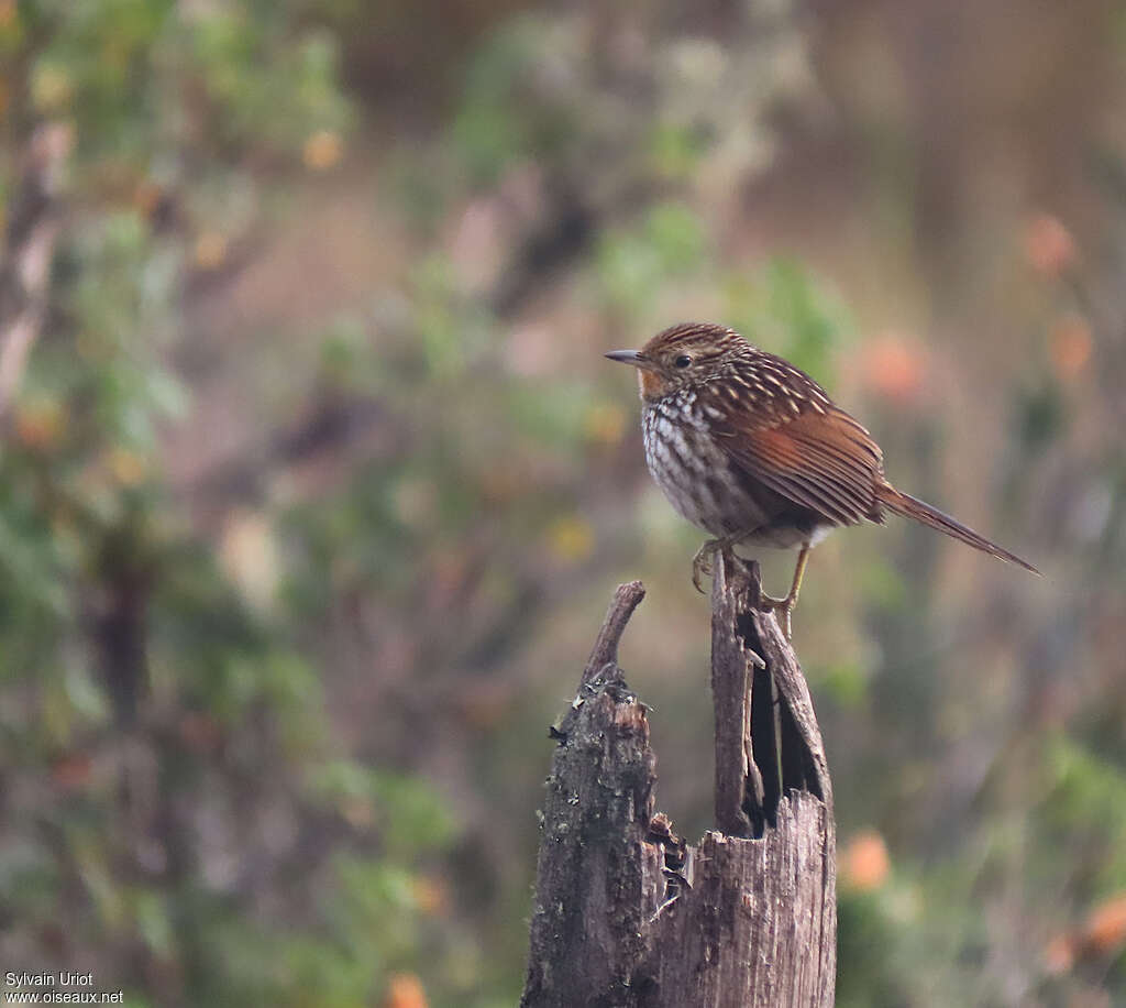 Many-striped Canasteroadult, identification