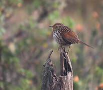 Many-striped Canastero