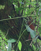 Line-cheeked Spinetail