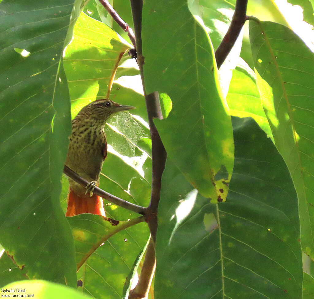 Speckled Spinetailadult, habitat, pigmentation