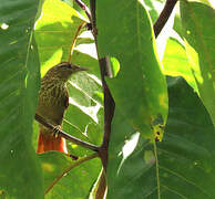 Speckled Spinetail