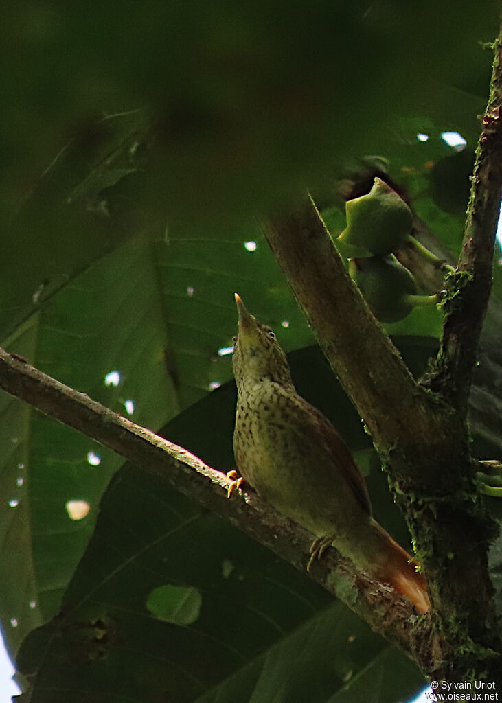 Speckled Spinetailadult