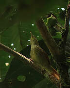 Speckled Spinetail