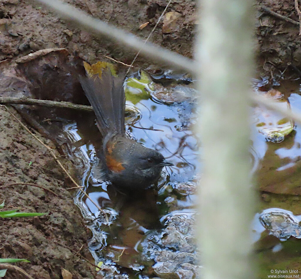 Blackish-headed Spinetail