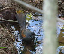 Blackish-headed Spinetail