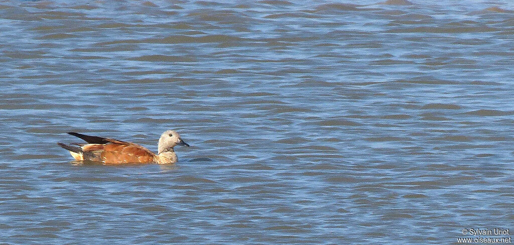 South African Shelduck female adult