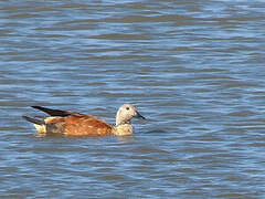 South African Shelduck