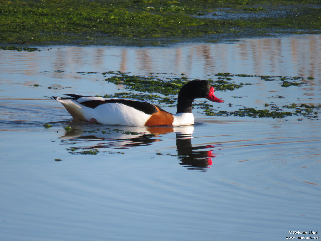 Common Shelduck male adult