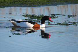 Common Shelduck