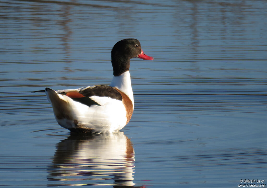 Common Shelduck female adult