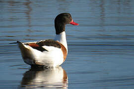 Common Shelduck