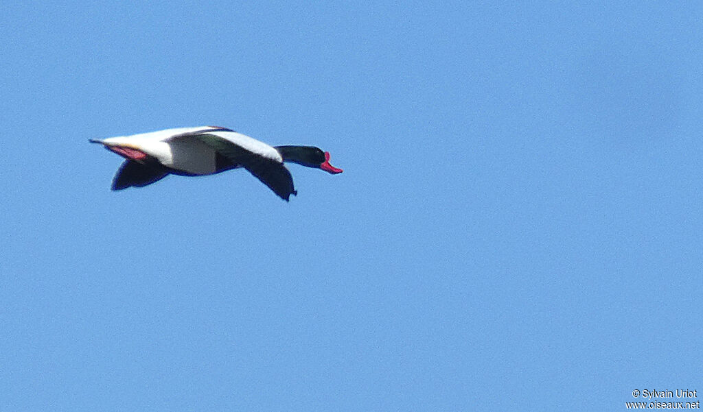 Common Shelduck male adult