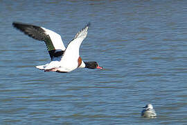 Common Shelduck