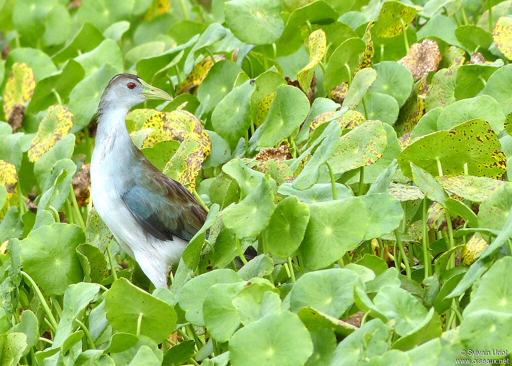 Talève favoriteadulte